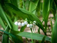 Der ganze Wanderweg ist gesäumt von Maiglöckchen